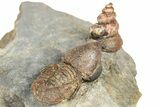 Rare, Pelagic Trilobite (Cyclopyge) With Snail - Huge Eyes #376899-4